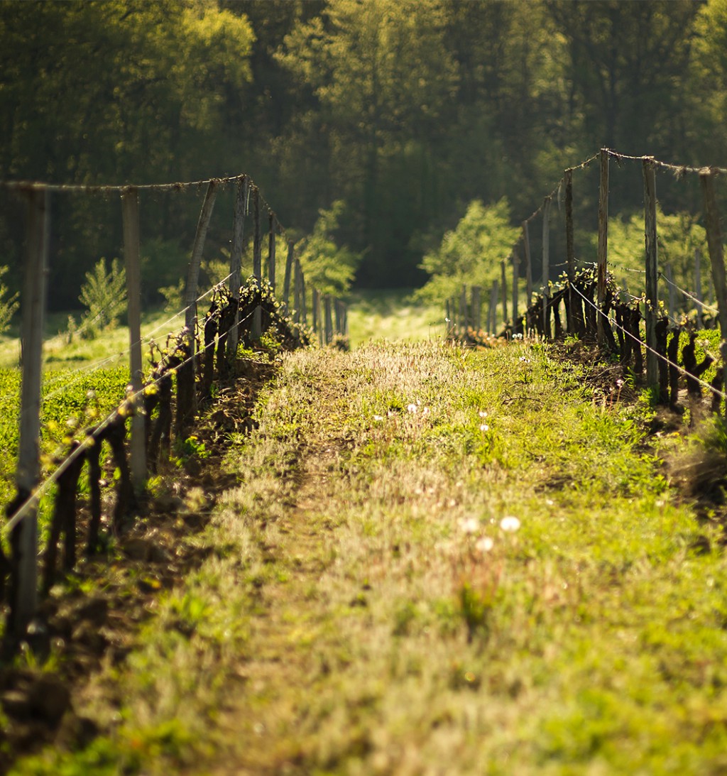 DINER DANS LES VIGNES